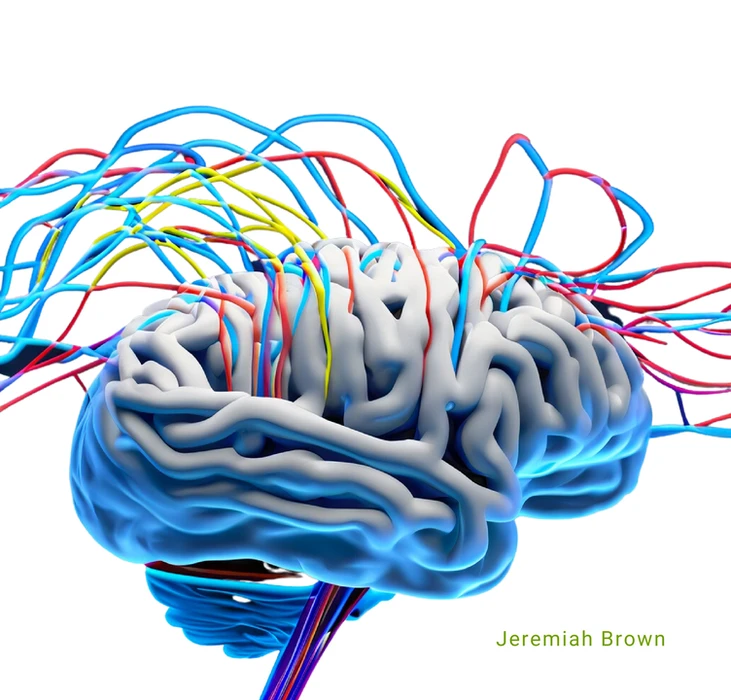 Brain with colored wires